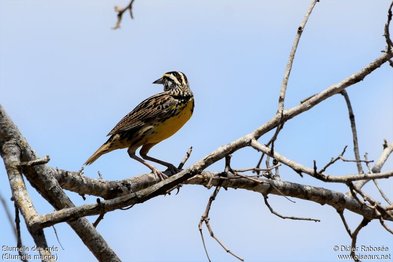 Eastern Meadowlarkadult