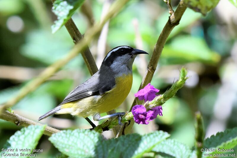 Bananaquit