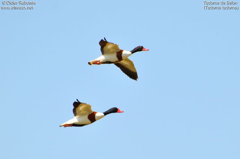 Common Shelduck , Flight