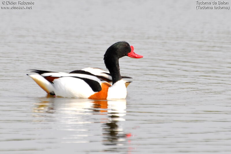 Common Shelduck male