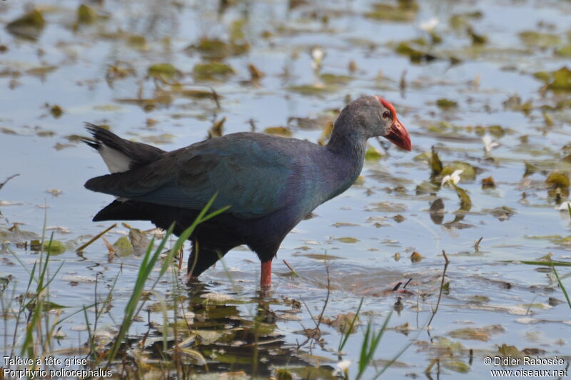 Grey-headed Swamphen