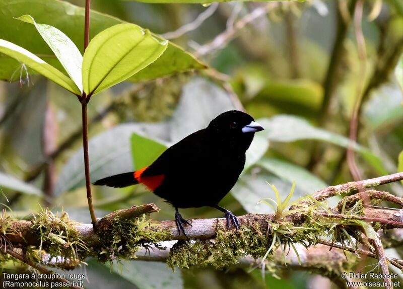 Scarlet-rumped Tanager male adult