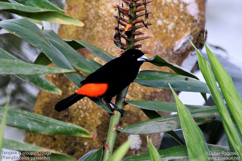 Scarlet-rumped Tanager male adult