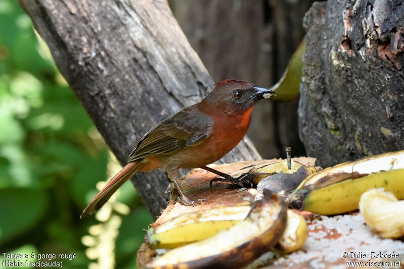 Tangara à gorge rouge, mange