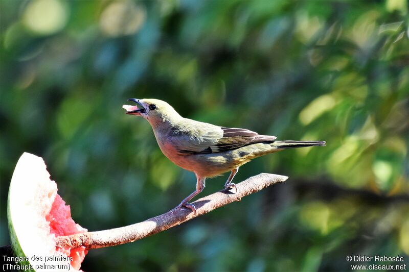 Palm Tanager, eats