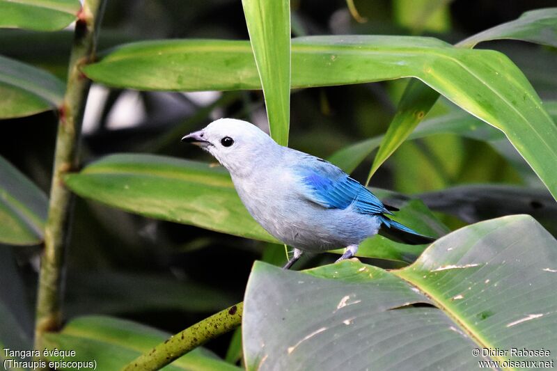 Blue-grey Tanager