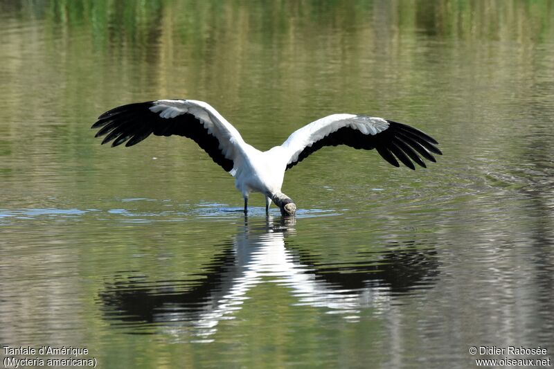 Wood Storkadult, fishing/hunting