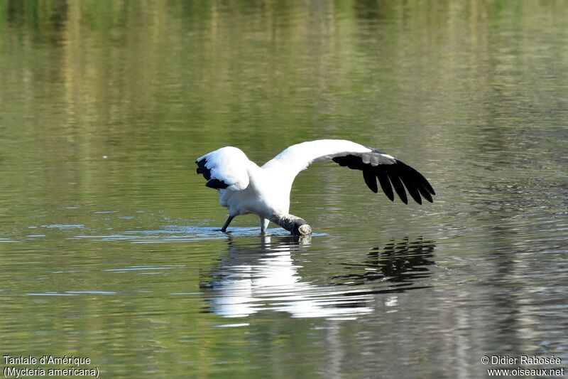 Wood Storkadult, fishing/hunting