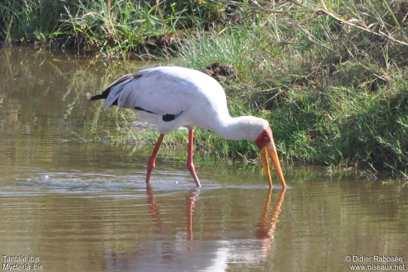 Yellow-billed Storkadult