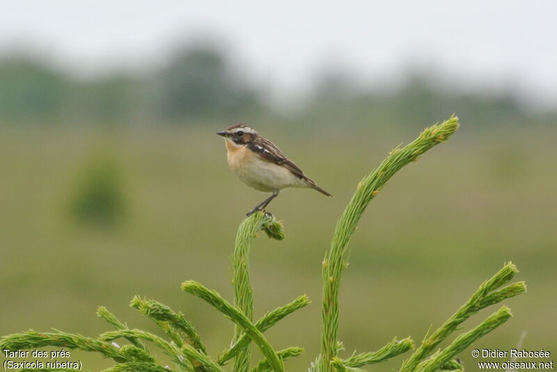 Whinchat male adult