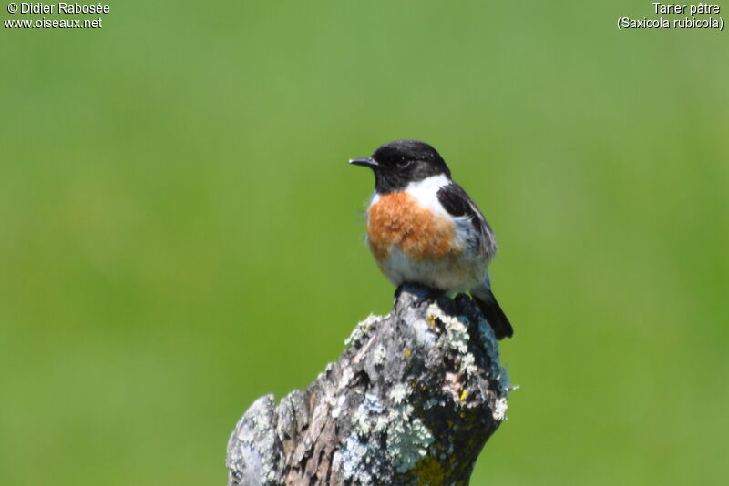 European Stonechat male adult breeding