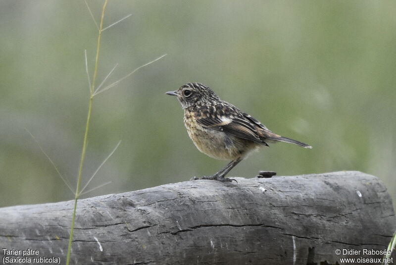 Tarier pâtrejuvénile, identification