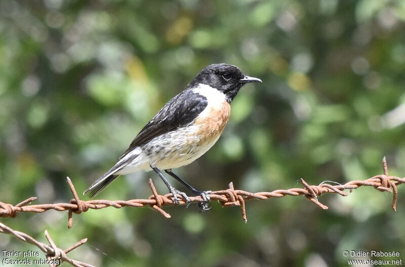 European Stonechat male adult