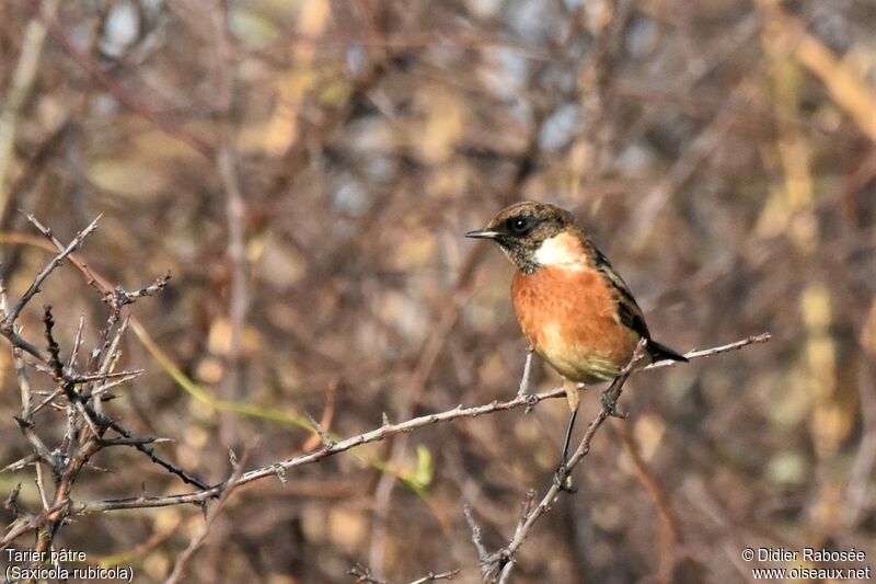 European Stonechat male adult post breeding