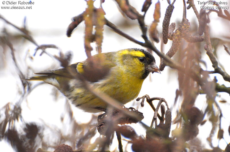 Eurasian Siskin male