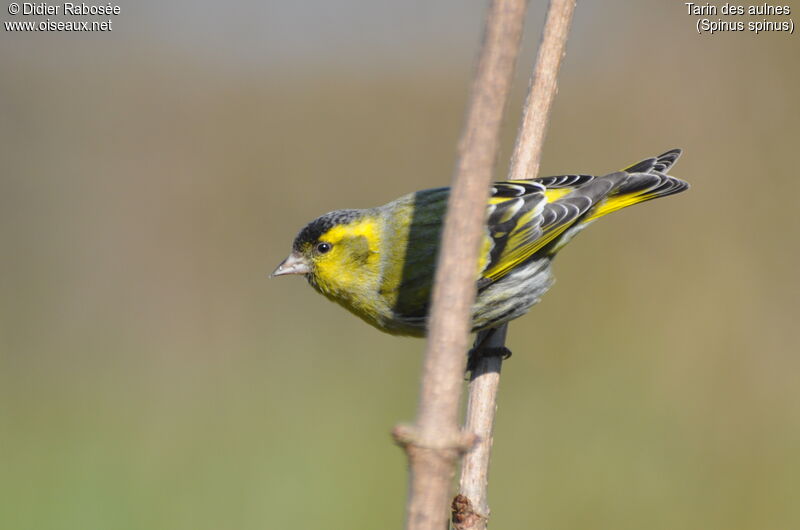 Eurasian Siskin male