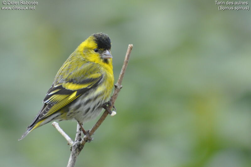 Eurasian Siskin male