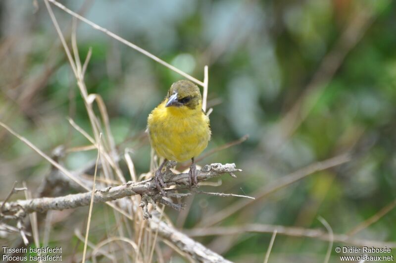 Baglafecht Weaver female