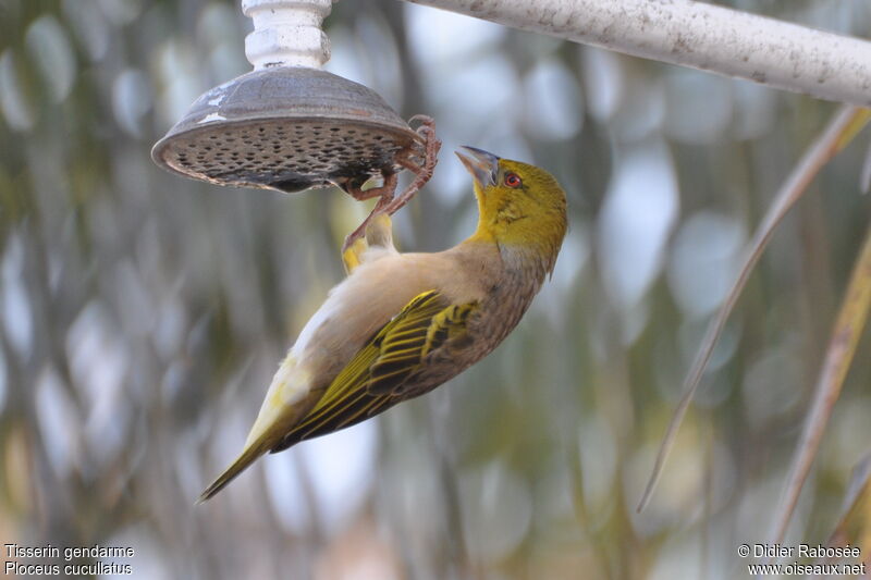 Village Weaver