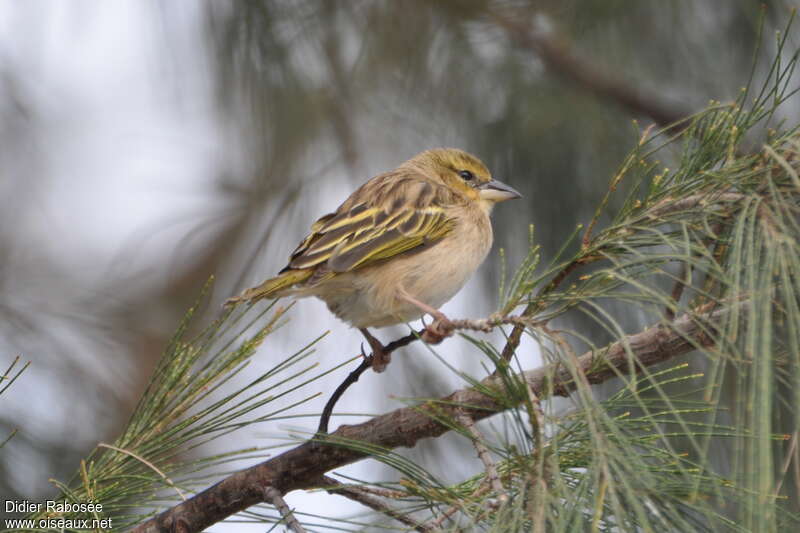 Tisserin vitellin1ère année, identification