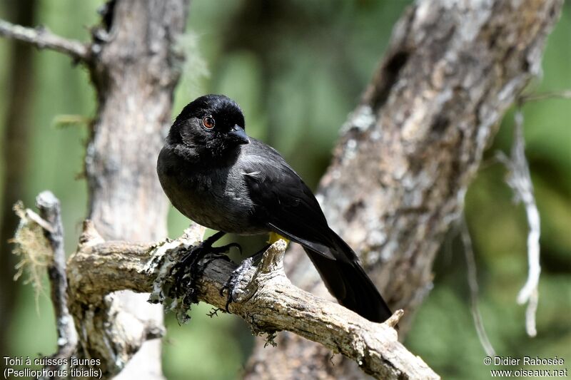 Yellow-thighed Brushfinchadult