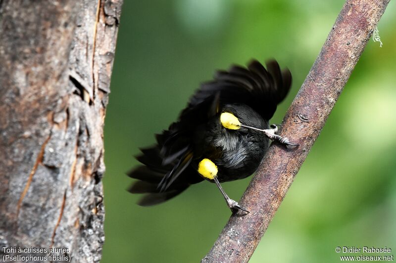 Yellow-thighed Brushfinchadult, identification