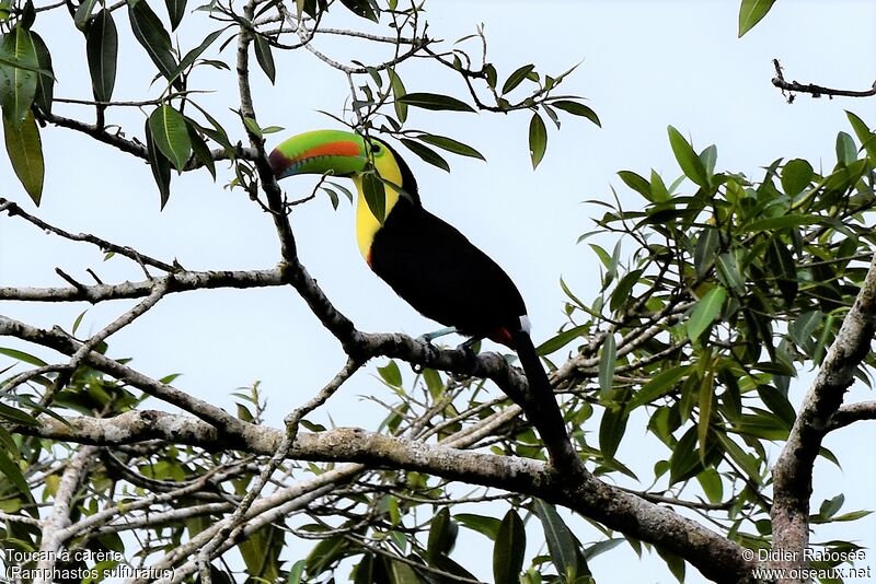 Toucan à carèneadulte