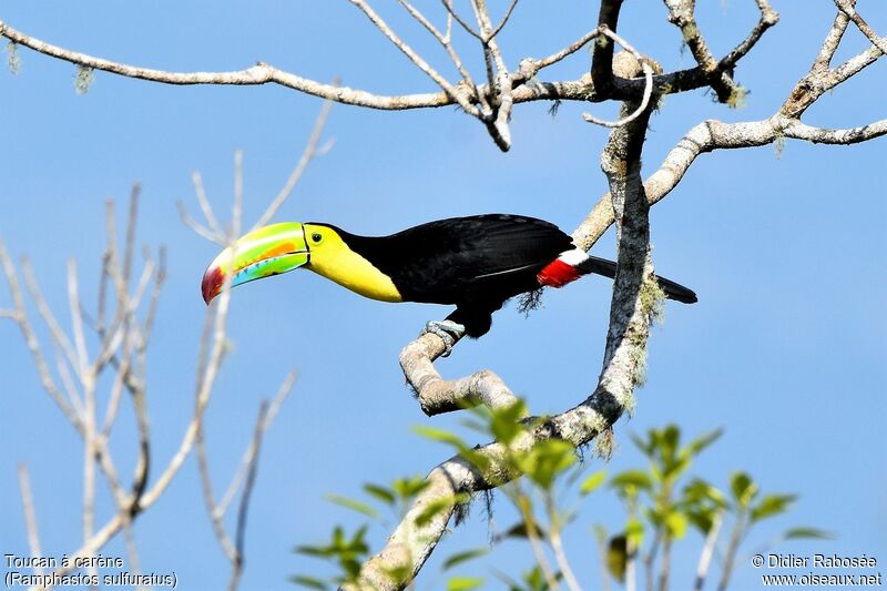 Toucan à carèneadulte