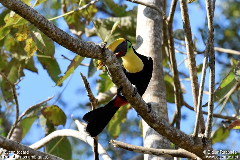 Yellow-throated Toucanadult