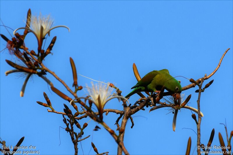 Orange-chinned Parakeetadult