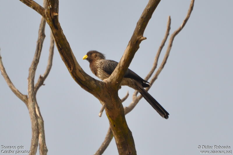 Western Plantain-eater