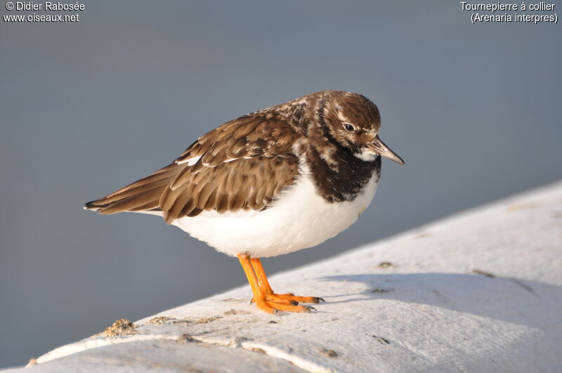 Ruddy Turnstone