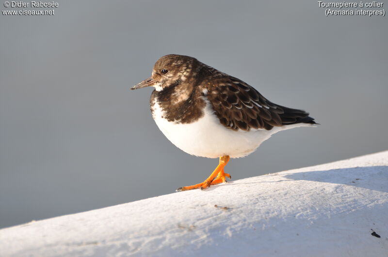 Ruddy Turnstone