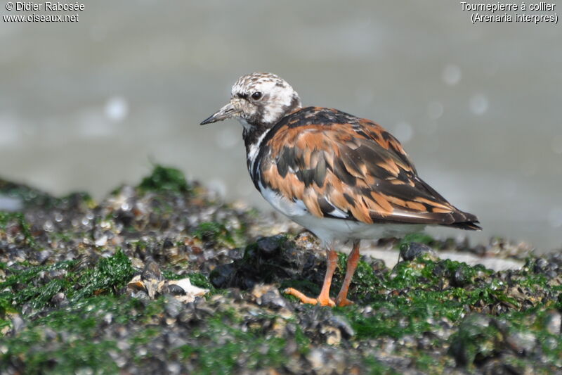 Ruddy Turnstone male