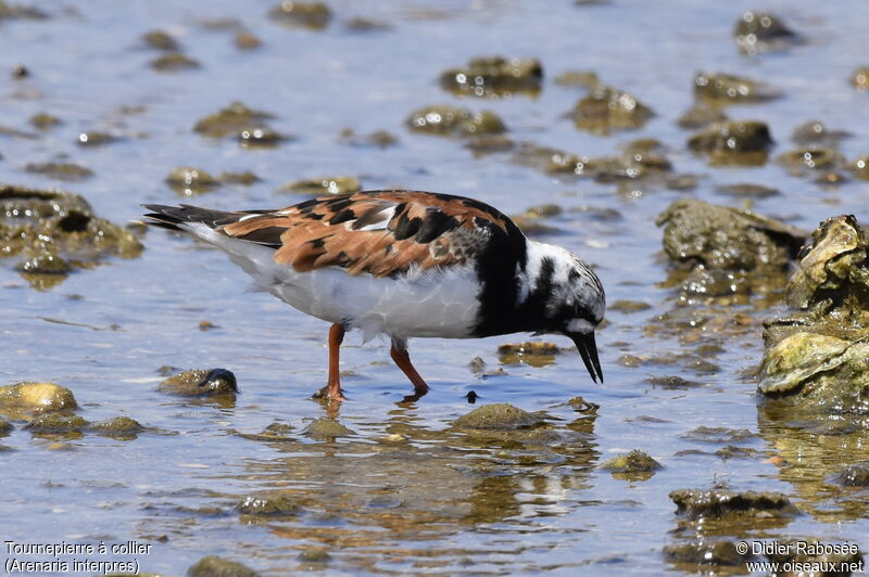 Ruddy Turnstone male adult breeding