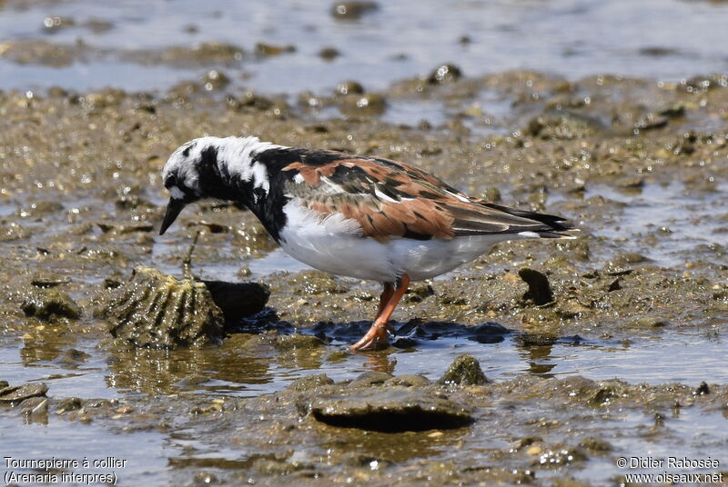 Ruddy Turnstone male adult breeding, feeding habits