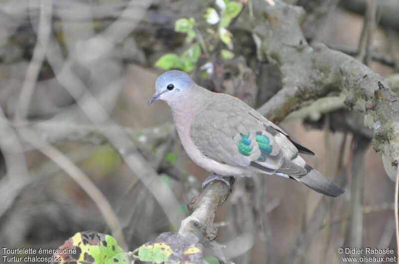 Emerald-spotted Wood Dove