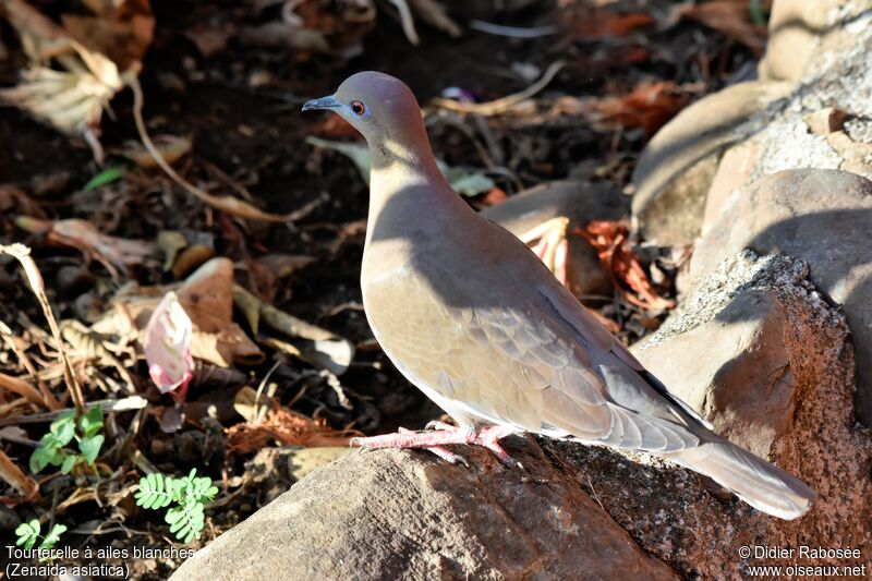 White-winged Dove