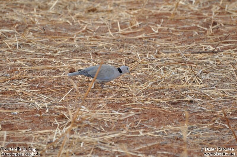 Ring-necked Dove