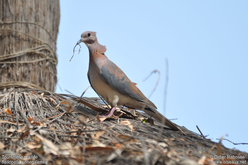 Laughing Dove