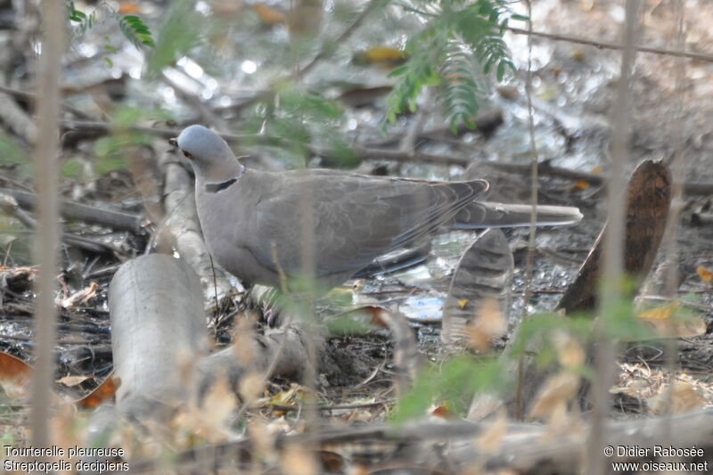 Mourning Collared Dove