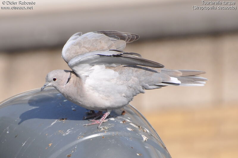 Eurasian Collared Dove