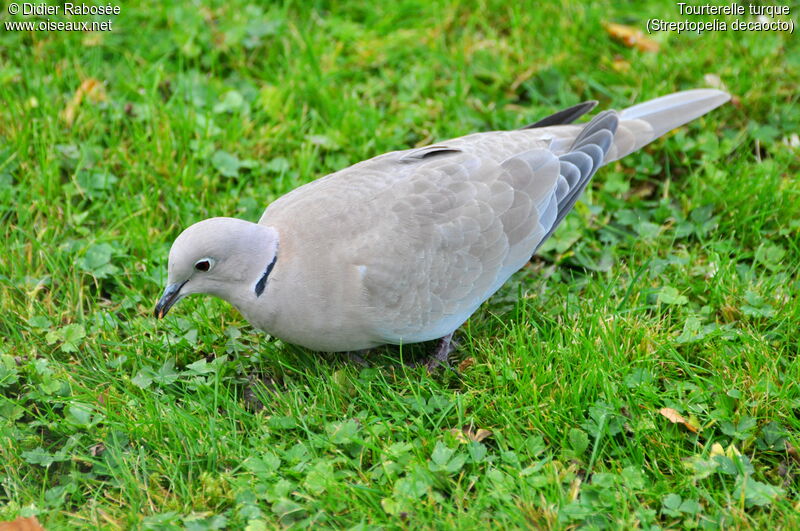 Eurasian Collared Dove