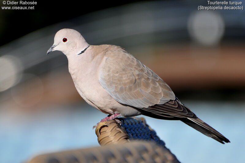 Eurasian Collared Dove