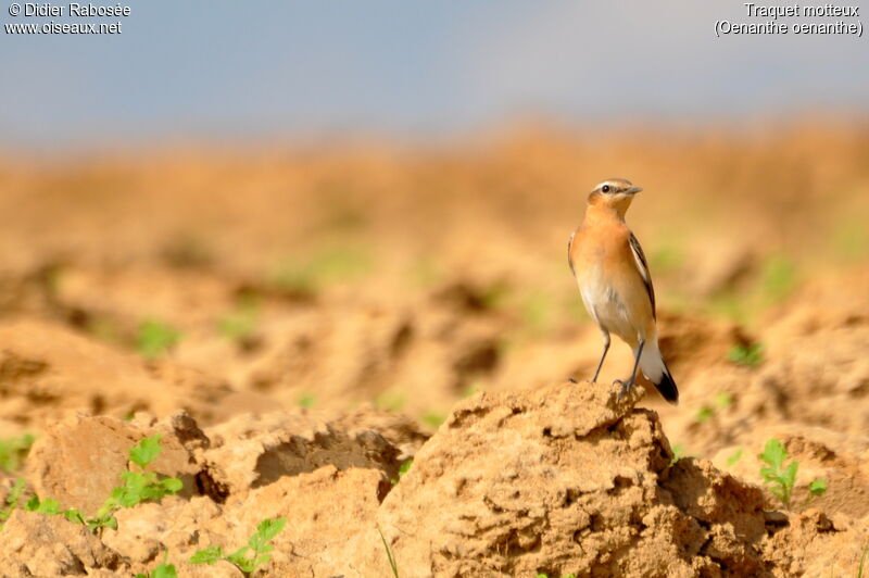 Northern Wheatear male