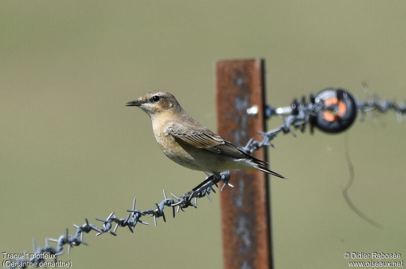 Northern Wheatear female