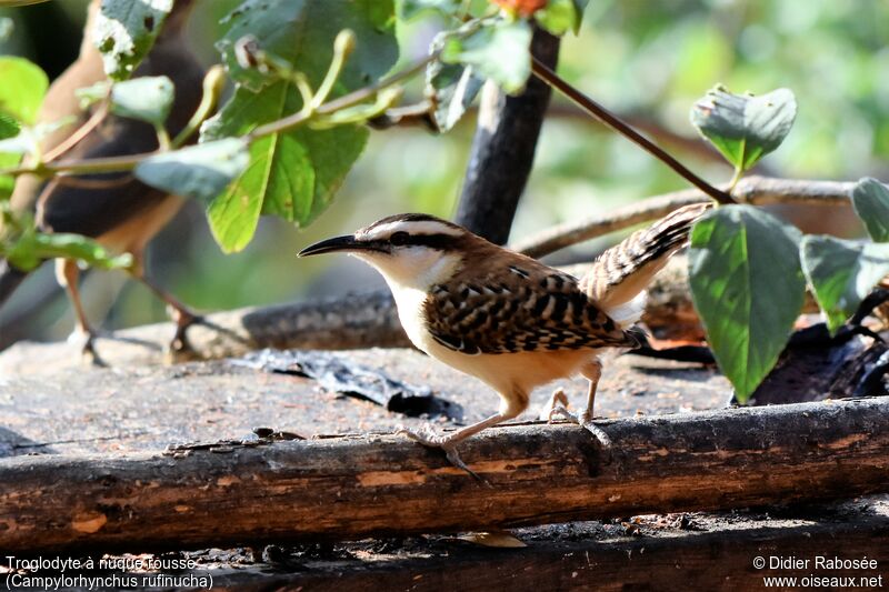 Veracruz Wren