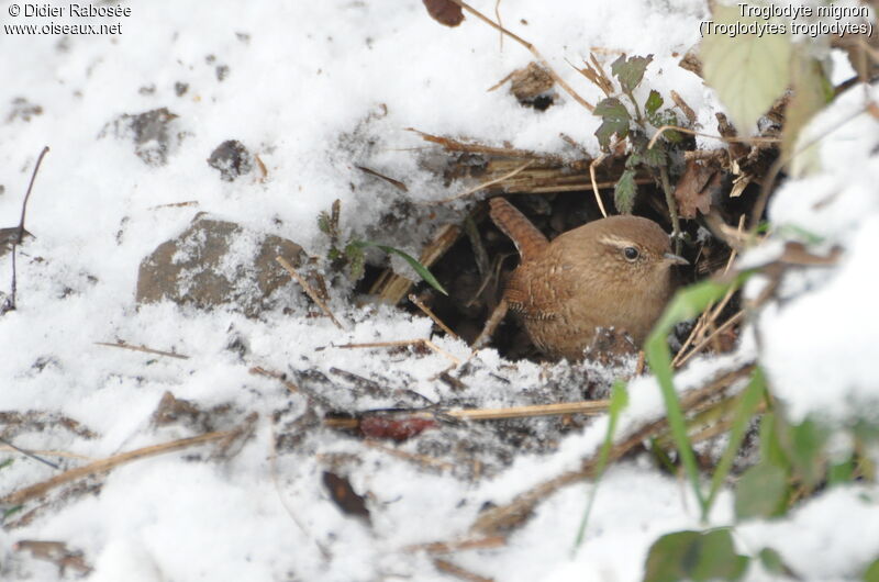 Eurasian Wren