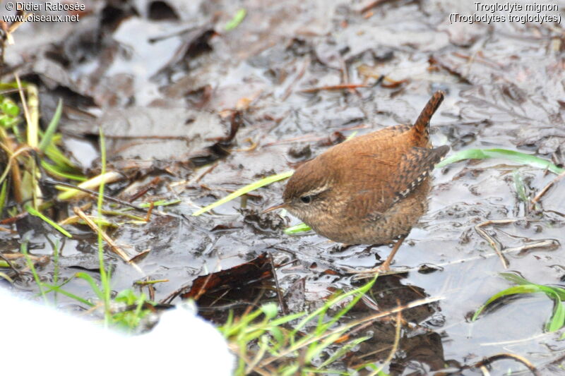 Eurasian Wren