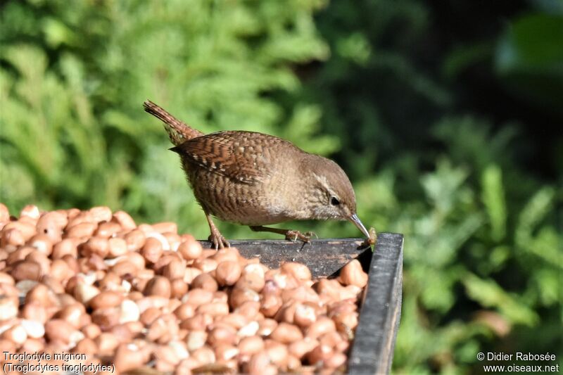 Eurasian Wrenadult, feeding habits